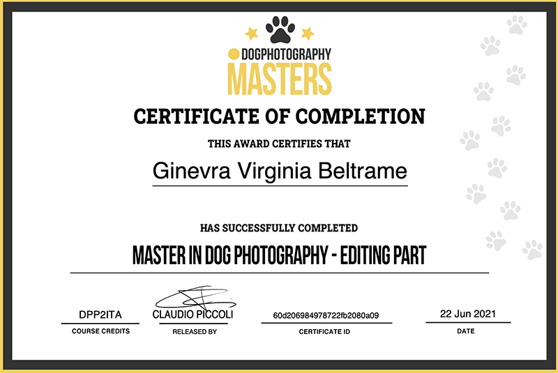 Dog photography masters editing certificate